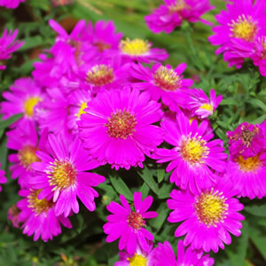 Aster nova-belgii Starlight